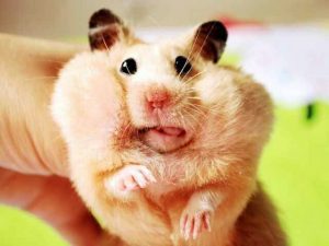 hamster-squeeze